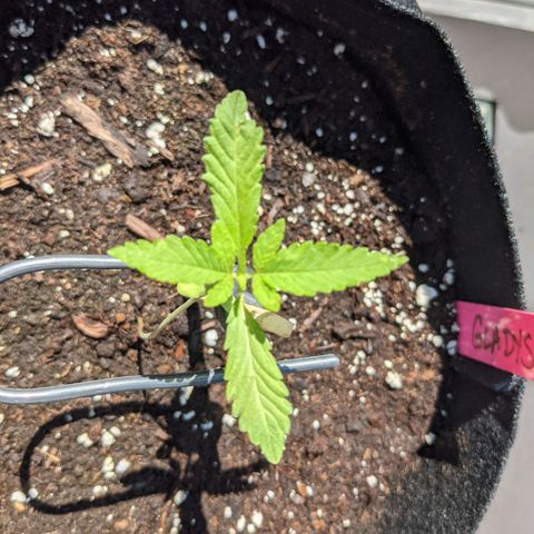Gladys growlog timeline photo