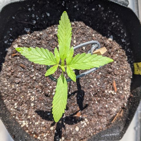 Milksox growlog timeline photo