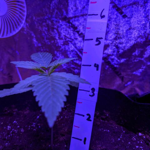 Calumet growlog timeline photo