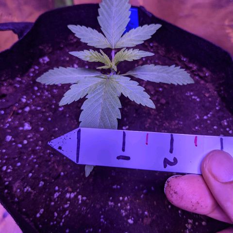 Calumet growlog timeline photo