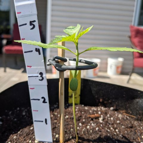 Milksox growlog timeline photo