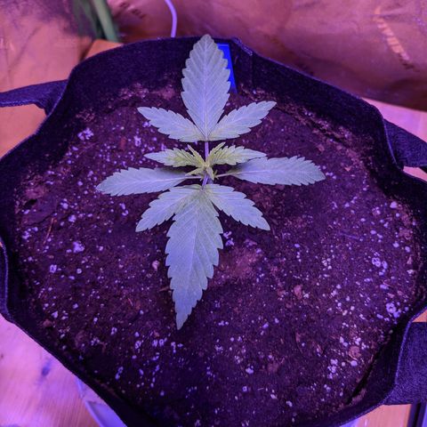 Calumet growlog timeline photo