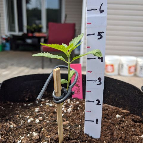 Gladys growlog timeline photo