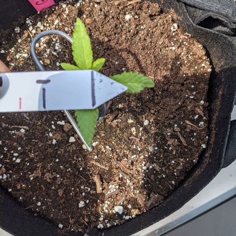 Gladys growlog timeline photo