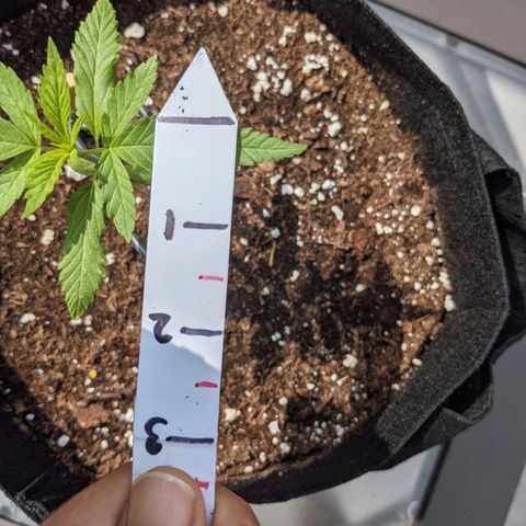 Lysiak growlog timeline photo