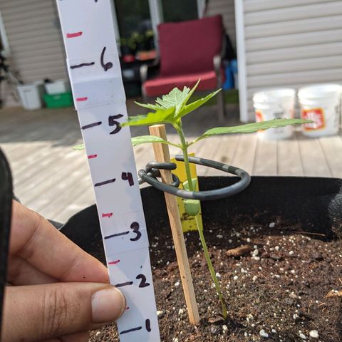 Milksox growlog timeline photo