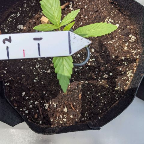 Milksox growlog timeline photo