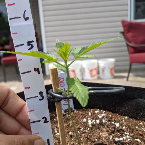 Lysiak growlog timeline photo