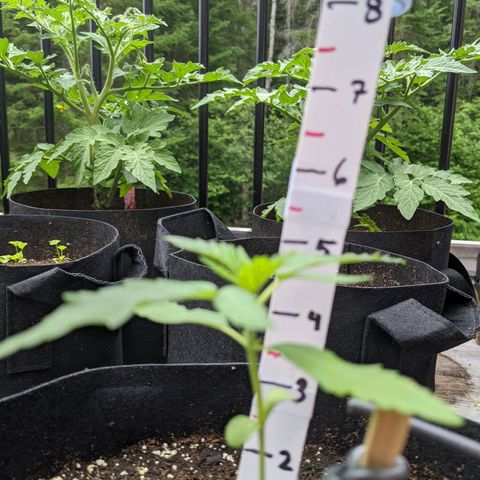 Milksox growlog photo: 2 sets of full leaves. 2 new sprouts from centre. 