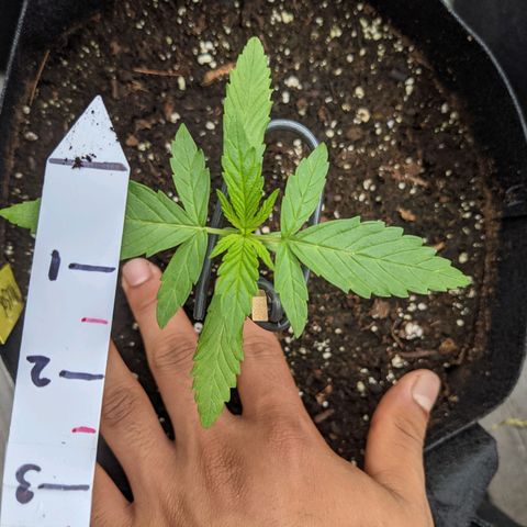 Milksox growlog photo: 2 sets of full leaves. 2 new sprouts from centre. 