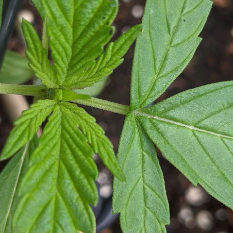Milksox growlog photo: 2 sets of full leaves. 2 new sprouts from centre. 