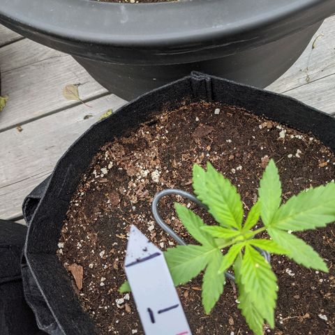 Lysiak growlog photo: 2 sets fully developed leaves.  2 new sprouts 0.5 inches long. 