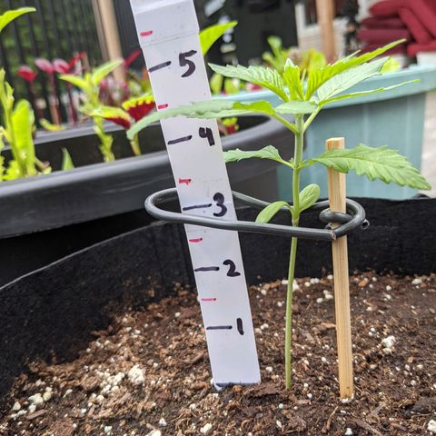 Lysiak growlog photo: 2 sets fully developed leaves.  2 new sprouts 0.5 inches long. 