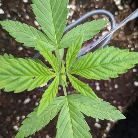 Lysiak growlog photo: 2 sets fully developed leaves.  2 new sprouts 0.5 inches long. 