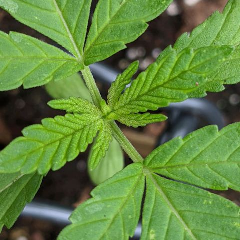 Gladys growlog photo: 2 sets of leaves.  Very small sprouts.  
