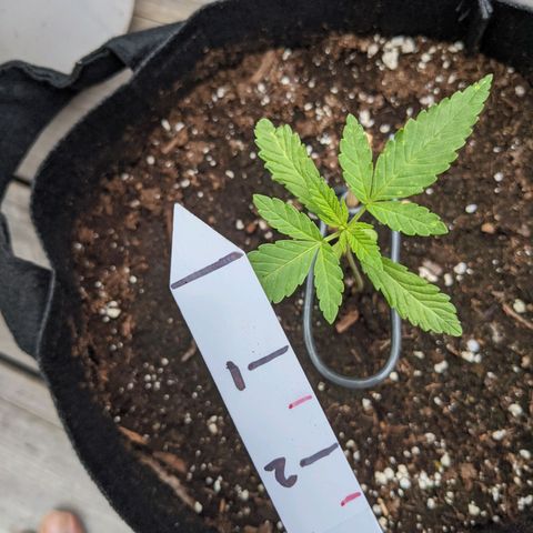 Gladys growlog photo: 2 sets of leaves.  Very small sprouts.  