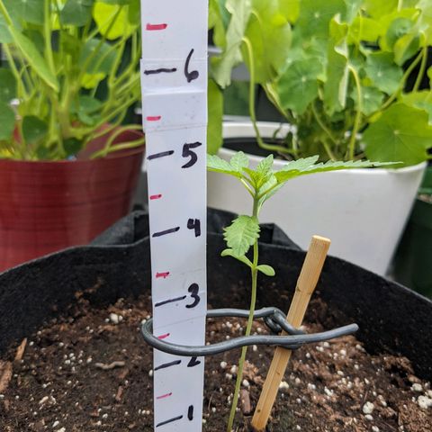 Gladys growlog photo: 2 sets of leaves.  Very small sprouts.  