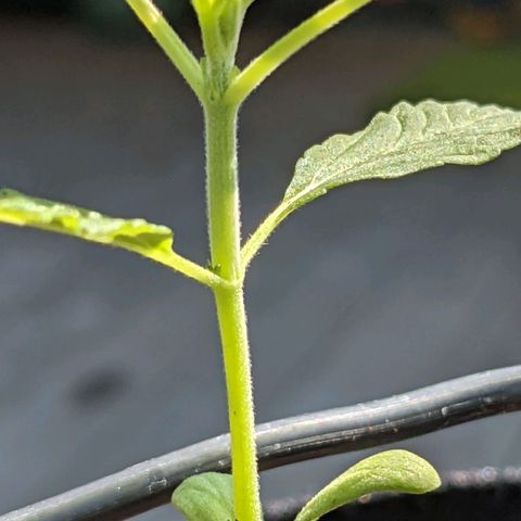 Gladys growlog timeline photo