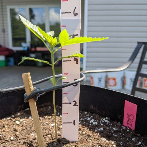 Gladys growlog timeline photo
