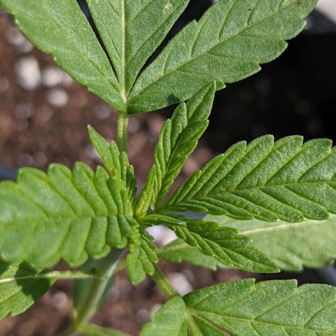 Gladys growlog timeline photo