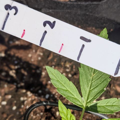 Milksox growlog timeline photo