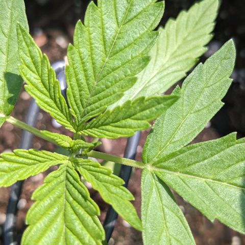 Milksox growlog timeline photo