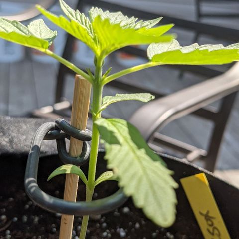 Milksox growlog timeline photo