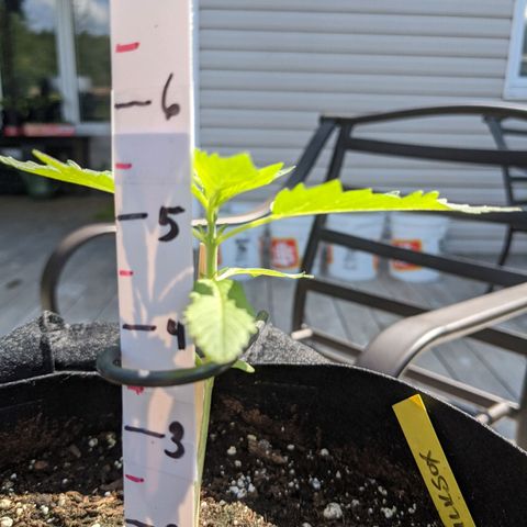 Milksox growlog timeline photo
