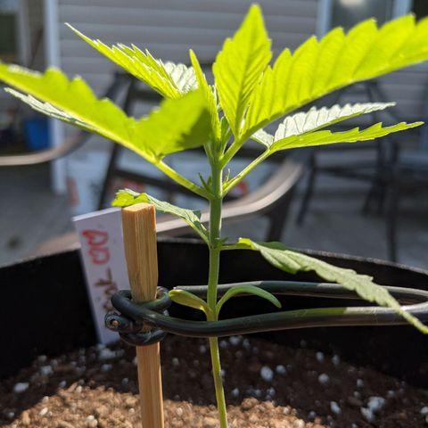 Lysiak growlog timeline photo