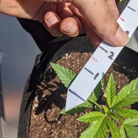 Lysiak growlog timeline photo