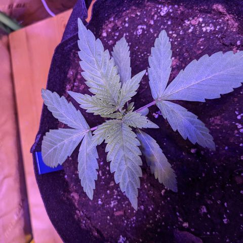 Calumet growlog timeline photo