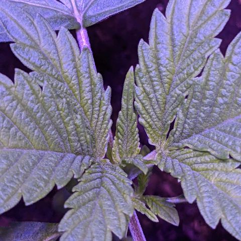 Calumet growlog timeline photo