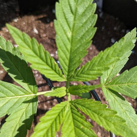Lysiak growlog timeline photo
