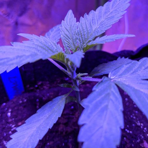 Calumet growlog timeline photo