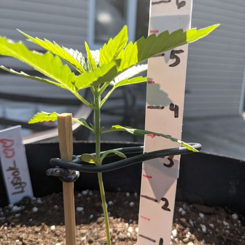 Lysiak growlog timeline photo