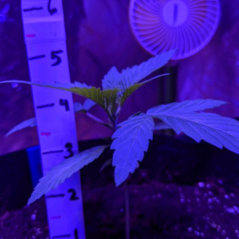 Calumet growlog timeline photo