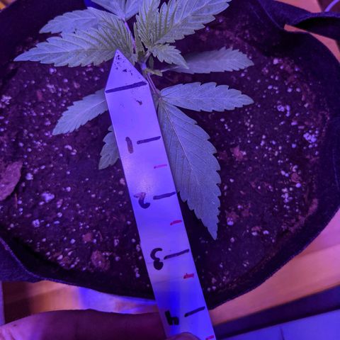 Calumet growlog timeline photo