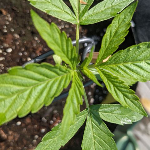 Milksox growlog timeline photo