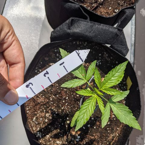Milksox growlog timeline photo