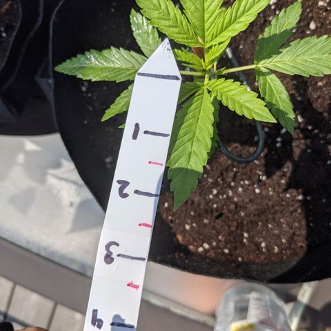 Lysiak growlog timeline photo