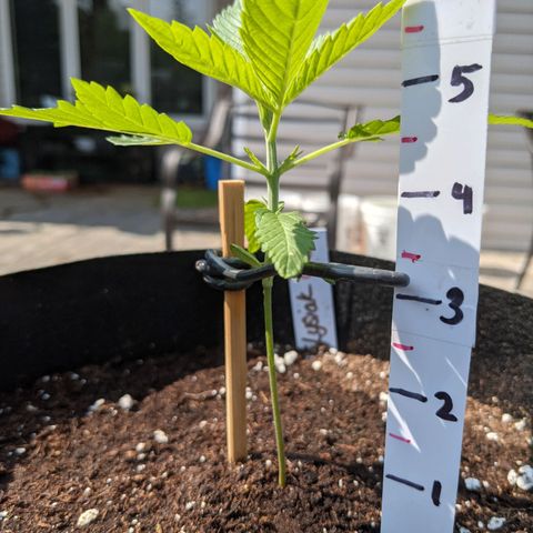 Lysiak growlog timeline photo