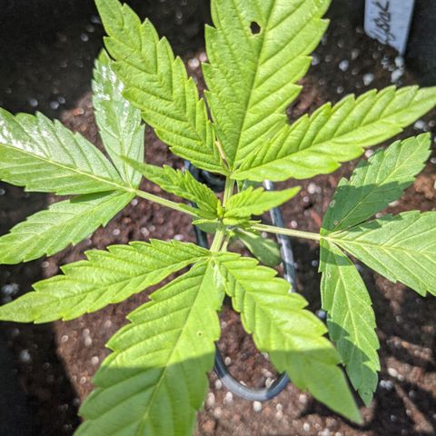 Lysiak growlog timeline photo