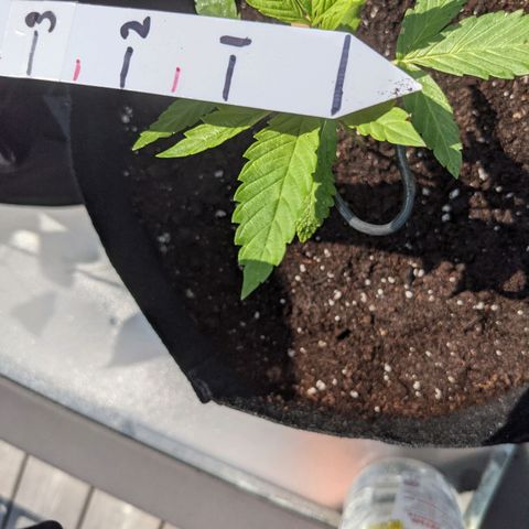 Lysiak growlog timeline photo