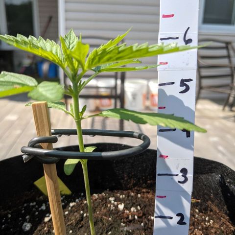Milksox growlog timeline photo