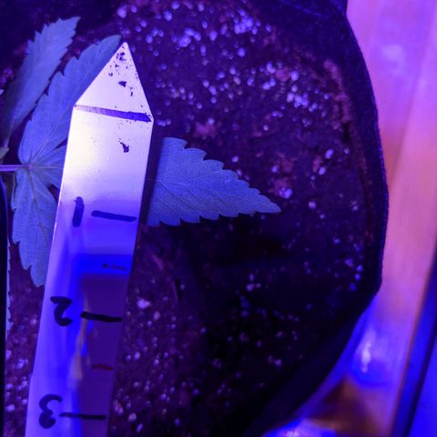 Calumet growlog timeline photo
