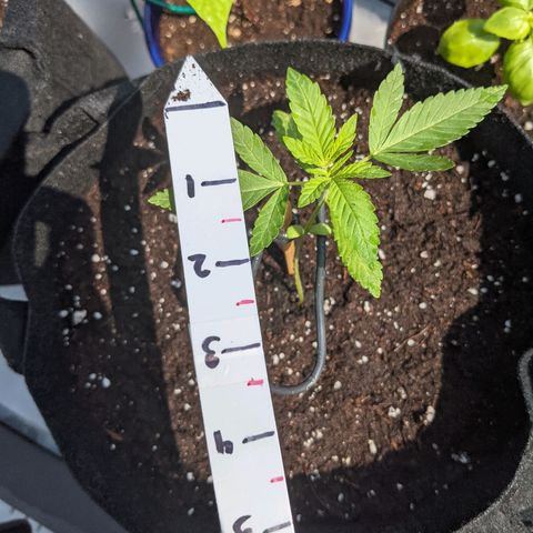 Gladys growlog timeline photo