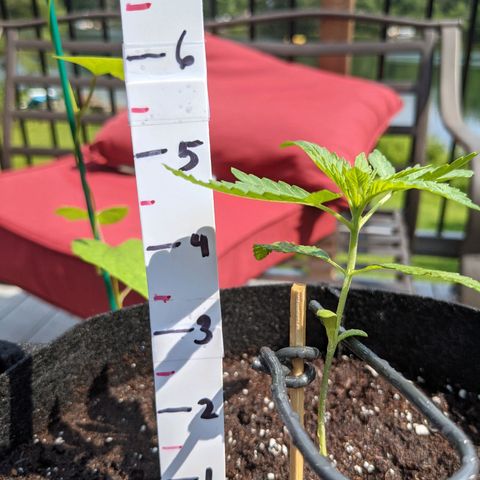 Gladys growlog timeline photo