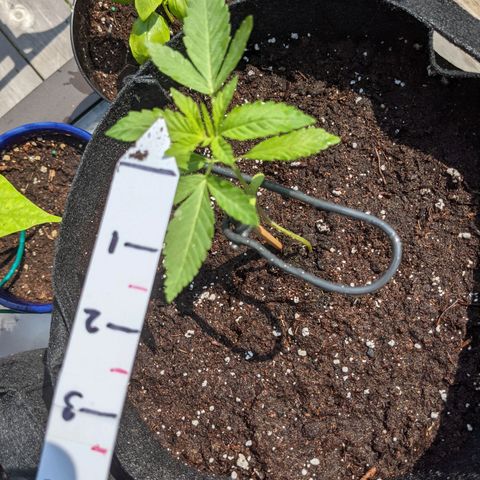 Gladys growlog timeline photo