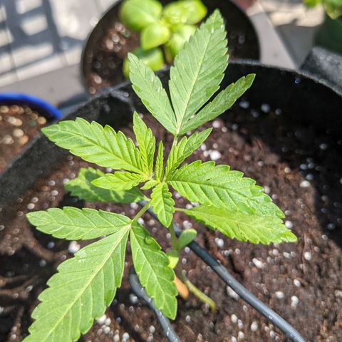 Gladys growlog timeline photo