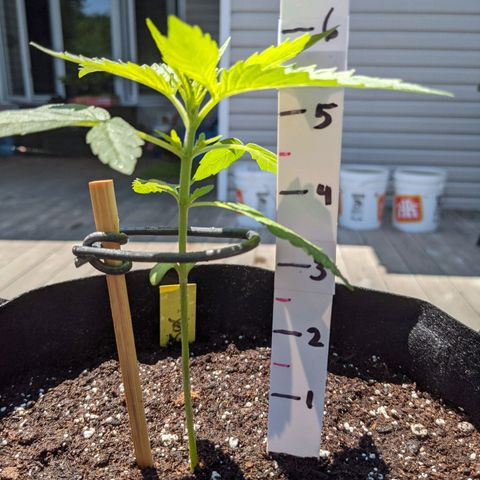 Milksox growlog timeline photo